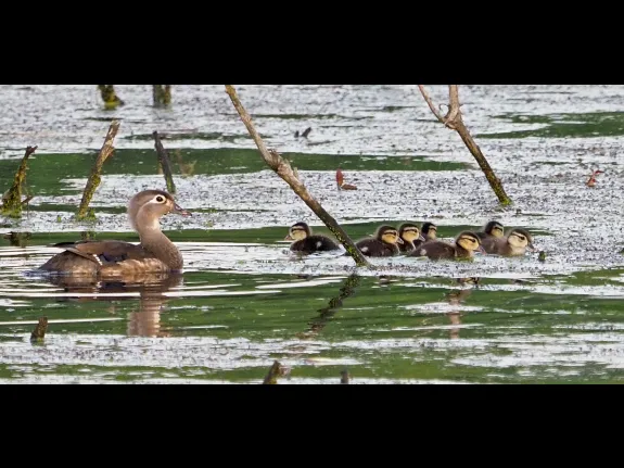 A wood duck at Heard Pond in Wayland, photographed by Joan Chasan.