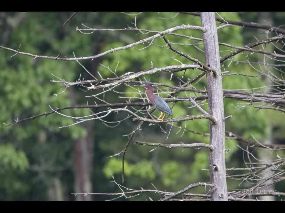A green heron at Horse Meadows Knoll in Harvard, photographed by Jon Turner.