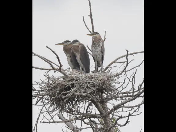 Great blue herons at their nest in Southborough, photographed by Steve Forman.