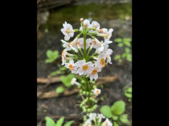 Japanese primrose at SVT's Gray Conservation Land in Sudbury, photographed by Glenn Pruszinski.