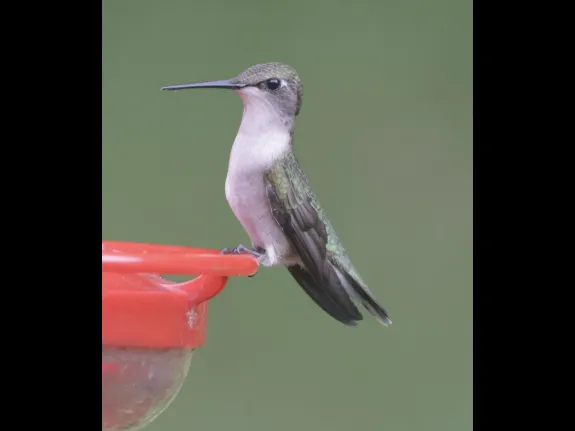 A ruby-throated hummingbird in Framingham, photographed by Steve Forman.