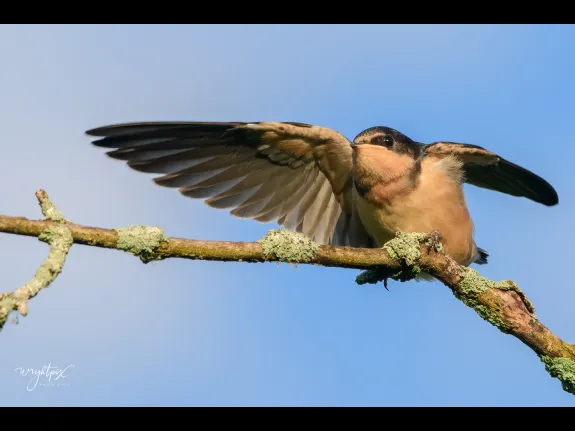 A barn swallow at the Wayne F. MacCallum Wildlife Management Area in Westborough, photographed by Nancy Wright.