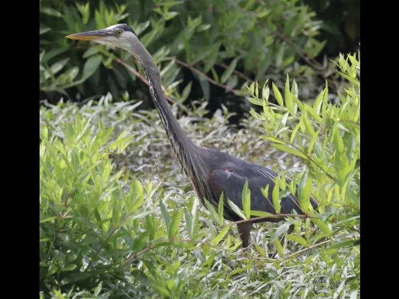 A great blue heron at Bruce's Pond in Hudson, photographed by Steve Forman.