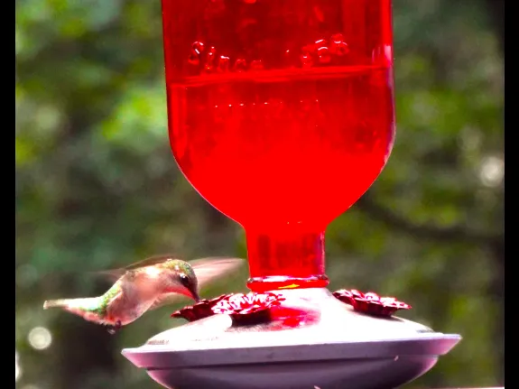 A ruby-throated hummingbird in Harvard, photographed by Robin Right.