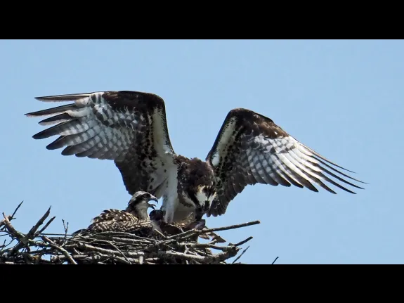 Ospreys at their nest in Sudbury, photographed by Joan Chasan.