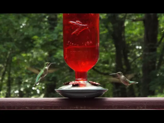 Ruby-throated hummingbirds in Harvard, photographed by Robin Right.