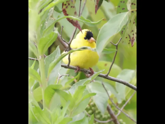 An American goldfinch at Great Meadows National Wildlife Refuge in Concord, photographed by Steve Forman.