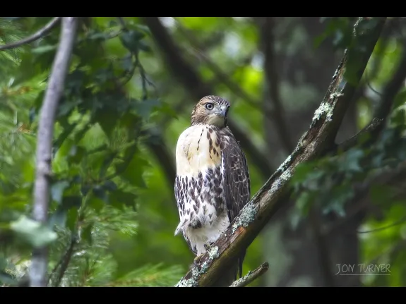 A red-tailed hawk in Harvard, photographed by Jon Turner.