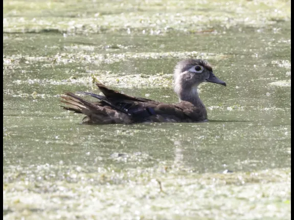 A wood duck at Grist Mill Pond in Sudbury, photographed by Steve Forman.