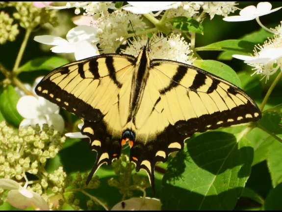An eastern tiger swallowtail butterfly in Lincoln, photographed by Ron McAdow.