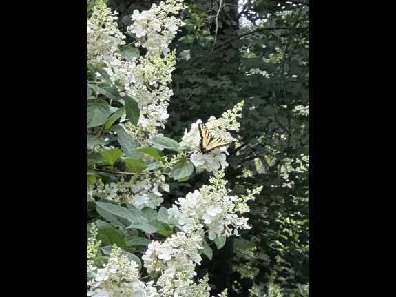 An eastern tiger swallowtail in Wayland, photographed by Shelley Trucksis.