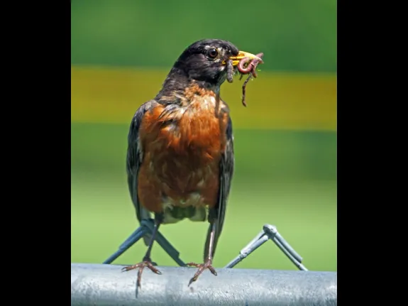 An American robin at Feeley Field in Sudbury, photographed by Joan Chasan.