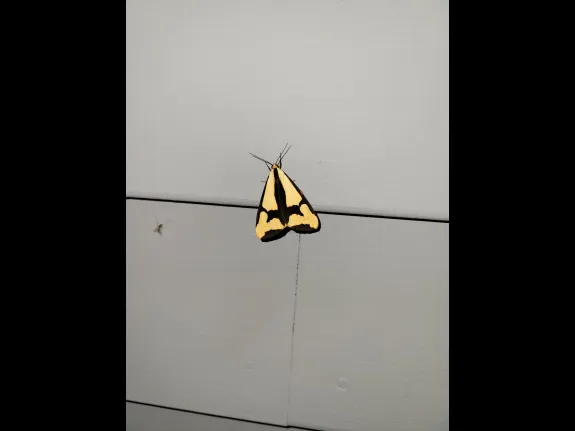 A Clymene moth in Northborough, photographed by Marnie Frankian.
