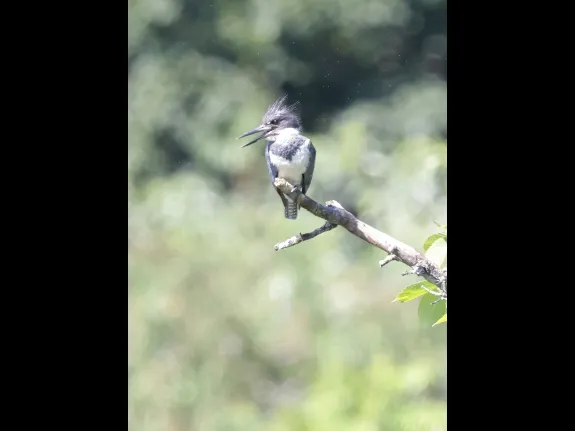 A belted kingfisher at Bruce's Pond in Hudson, photographed by Steve Forman. A belted kingfisher at Bruce's Pond in Hudson, photographed by Steve Forman.