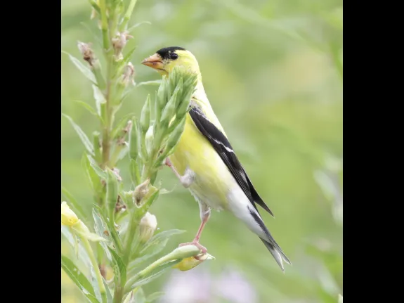 An American goldfinch at Breakneck Hill Conservation Land in Southborough, photographed by Steve Forman.
