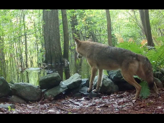 A coyote passes by mallards in Framingham, photographed using an automatically triggered trail camera by Margaret McKane.