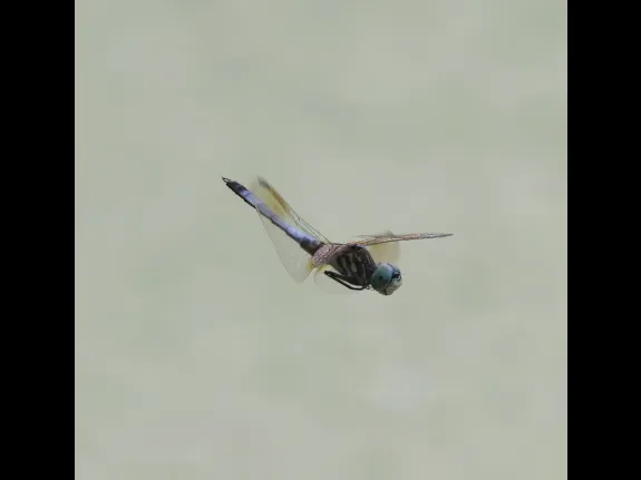 A blue dasher at Grist Mill Pond in Sudbury, photographed by Steve Forman. A blue dasher at Grist Mill Pond in Sudbury, photographed by Steve Forman.