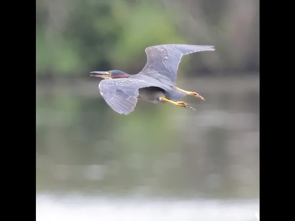 A green heron at Hager Pond in Marlborough, photographed by Steve Forman. A green heron at Hager Pond in Marlborough, photographed by Steve Forman.