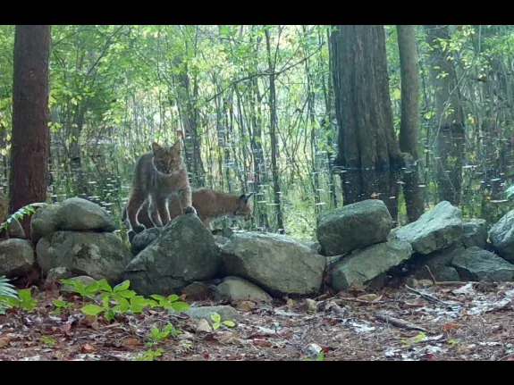 A bobcat and this year's kitten in Framingham, photographed with an automatically triggered wildlife camera by Margaret McKane.