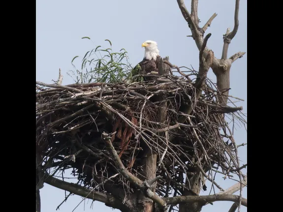 A bald eagle at the Sudbury Reservoir in Southborough, photographed by Steve Forman.