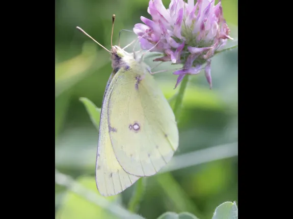 A clouded sulphur butterfly at Breakneck Hill Conservation Land in Southborough, photographed by Steve Forman. A clouded sulphur butterfly at Breakneck Hill Conservation Land in Southborough, photographed by Steve Forman.