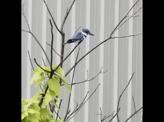 A belted kingfisher at Bruce's Pond in Hudson, photographed by Steve Forman. A belted kingfisher at Bruce's Pond in Hudson, photographed by Steve Forman.