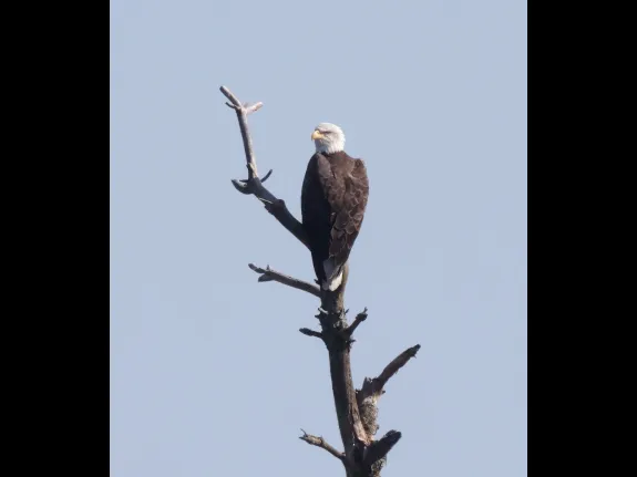 A bald eagle at the Sudbury Reservoir in Southborough, photographed by Steve Forman.
