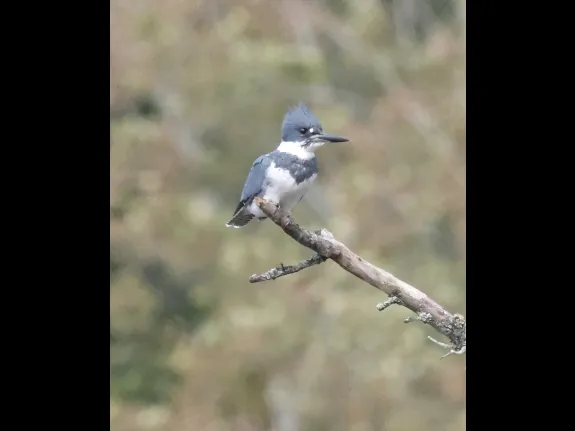 A belted kingfisher at Bruce's Pond in Hudson, photographed by Steve Forman. A belted kingfisher at Bruce's Pond in Hudson, photographed by Steve Forman.