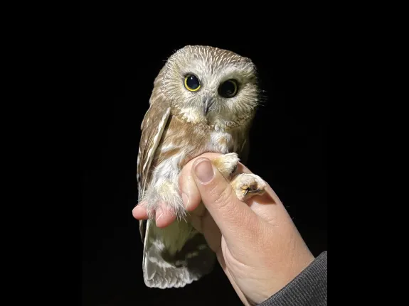 A northern saw-whet owl at Eager Woods in Berlin, photographed by Mattie VandenBoom.