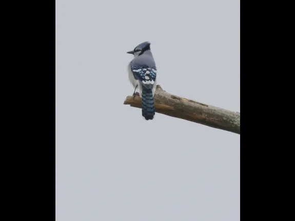 A blue jay at Breakneck Hill Conservation Land in Southborough, photographed by Steve Forman. A blue jay at Breakneck Hill Conservation Land in Southborough, photographed by Steve Forman.