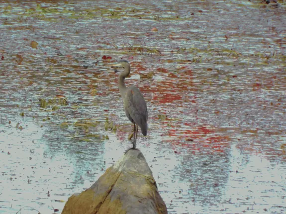 A great blue heron at Bare Hill Pond in Harvard, photographed by Robin Right.