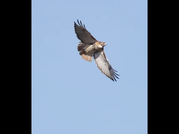 A red-tailed hawk at Breakneck Hill Conservation Land in Southborough, photographed by Steve Forman.