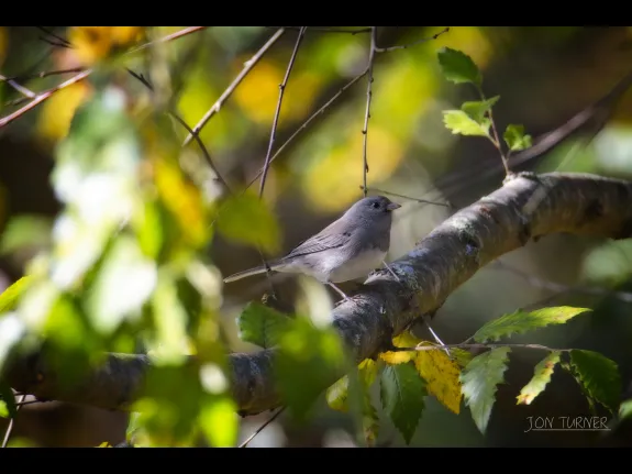 A dark-eyed junco at the Delaney land in Harvard, photographed by Jon Turner.