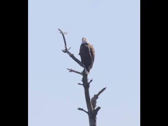 A bald eagle at the Sudbury Reservoir in Southborough, photographed by Steve Forman.