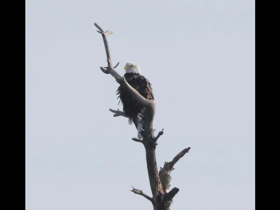 A bald eagle at the Sudbury Reservoir in Southborough, photographed by Steve Forman.