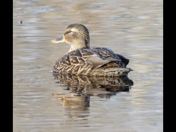 A mallard at Bruce's Pond in Hudson, photographed by Steve Forman.