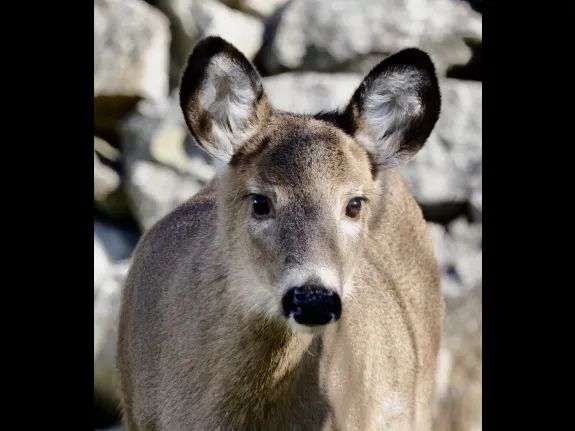 A white-tailed deer in Framingham, photographed by Steve Forman.