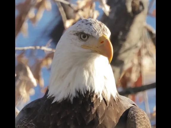 A bald eagle at Hager Pond in Marlborough, photographed by Steve Forman. A bald eagle at Hager Pond in Marlborough, photographed by Steve Forman.