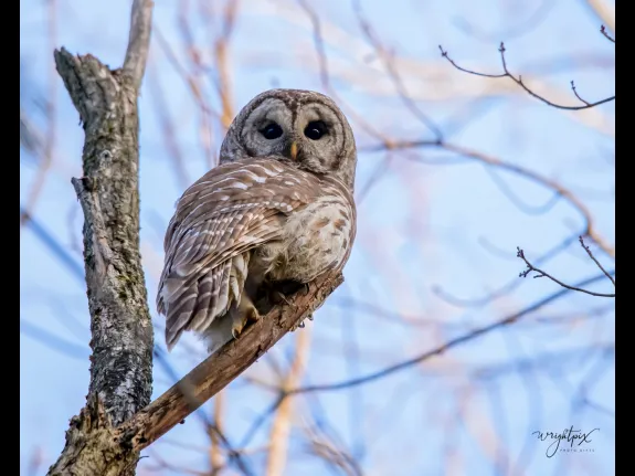 A barred owl in Westborough, photographed by Nancy Wright.