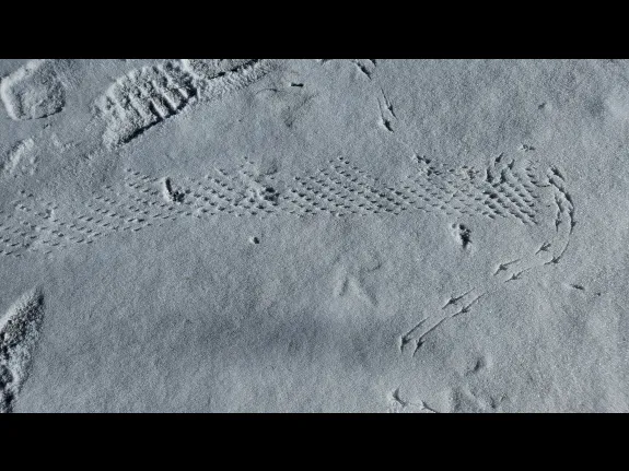 Tracks left by a bird and a pine cone in Northborough, photographed by Steve Bernacki.