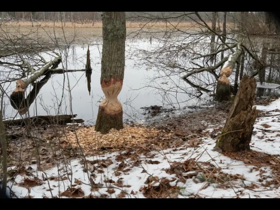 Signs of beavers at SVT's Lyons-Cutler Conservation Land in Sudbury, photographed by Larry Lawrence.