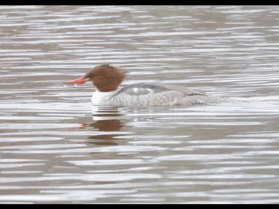 A common merganser at Hager Pond in Marlborough, photographed by Steve Forman. A common merganser at Hager Pond in Marlborough, photographed by Steve Forman.