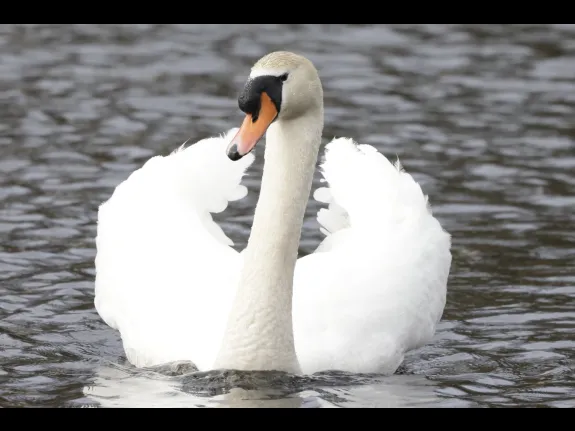 A mute swan at Bruce's Pond in Hudson, photographed by Steve Forman.