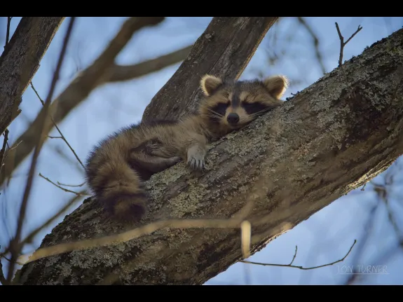 A raccoon sleeping in a tree along the Small Trail in Harvard, photographed by Jon Turner.