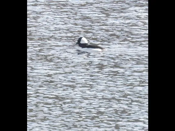 A bufflehead at the Sudbury Reservoir in Southborough, photographed by Steve Forman. A bufflehead at the Sudbury Reservoir in Southborough, photographed by Steve Forman.
