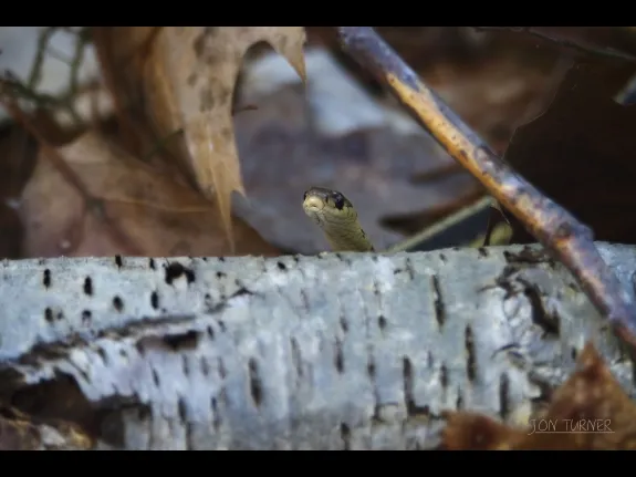 A common garter snake at Horse Meadows Knoll in Harvard, photographed by Jon Turner.
