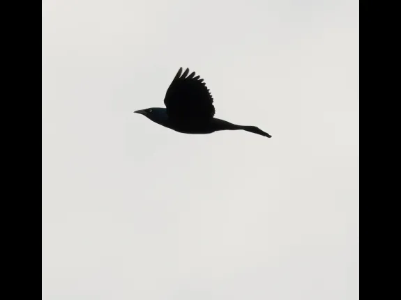 A common grackle at Bartlett Pond in Northborough, photographed by Steve Forman. A common grackle at Bartlett Pond in Northborough, photographed by Steve Forman.