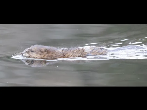 A muskrat at MacCallum Wildlife Management Area in Northborough, photographed by Steve Forman.