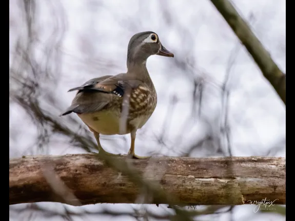 A wood duck in Westborough, photographed by Nancy Wright.