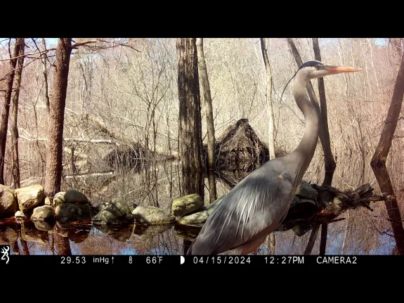 A great blue heron in Framingham, photographed by Margaret McKane.